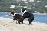 BOSTON TERRIER 306